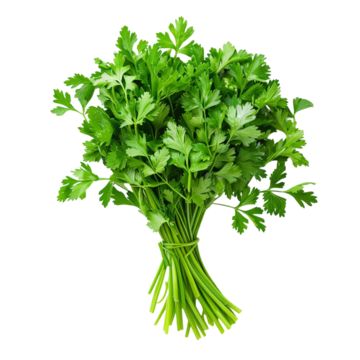 Coriander
